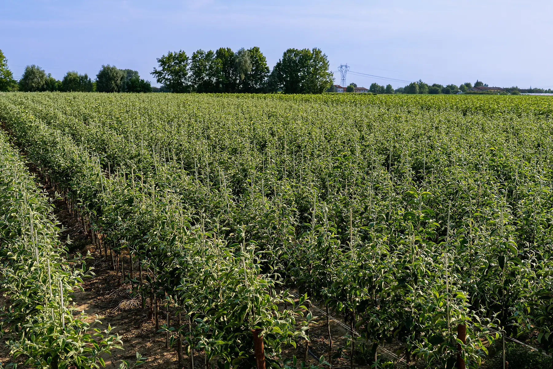 Étendue de jeunes pommiers en pépinière, avec les tuteurs le long des rangs