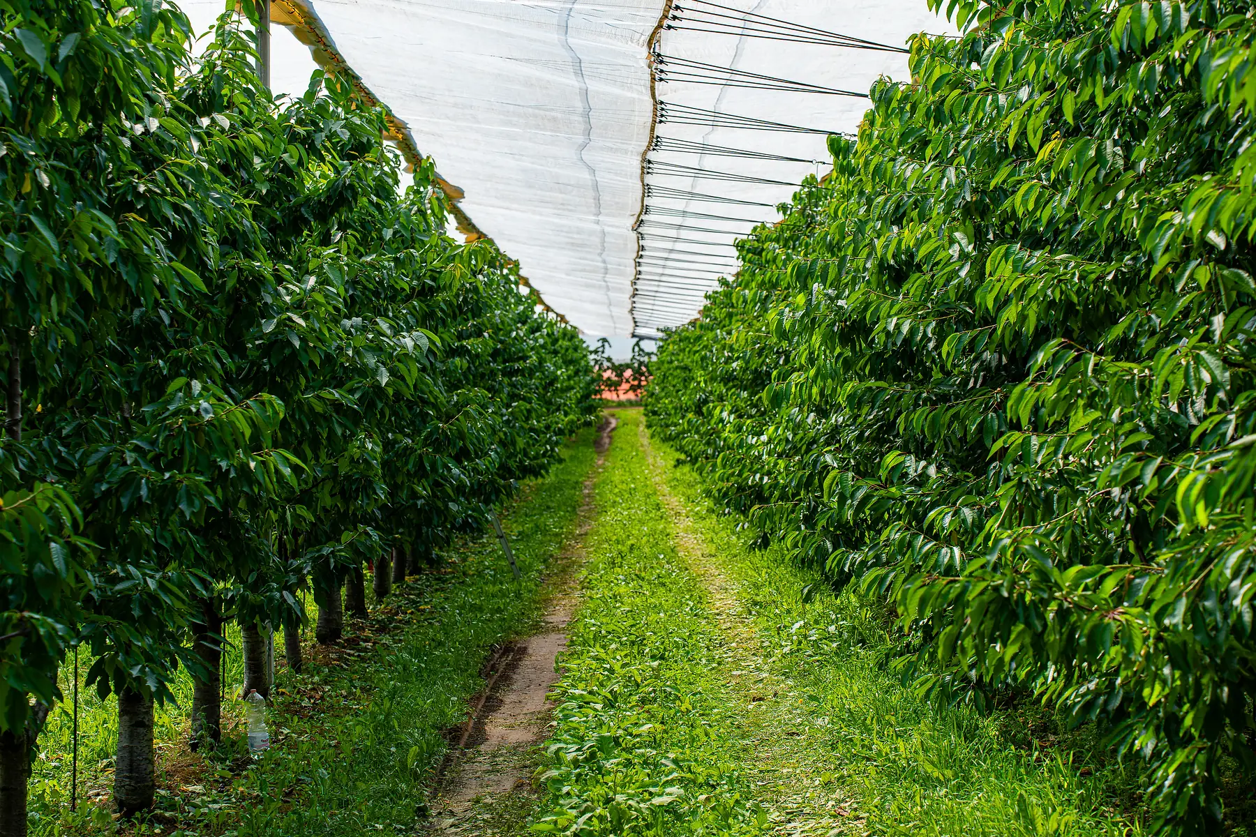 Rangs de cerisiers sous les bâches de la pépinière Top Plant