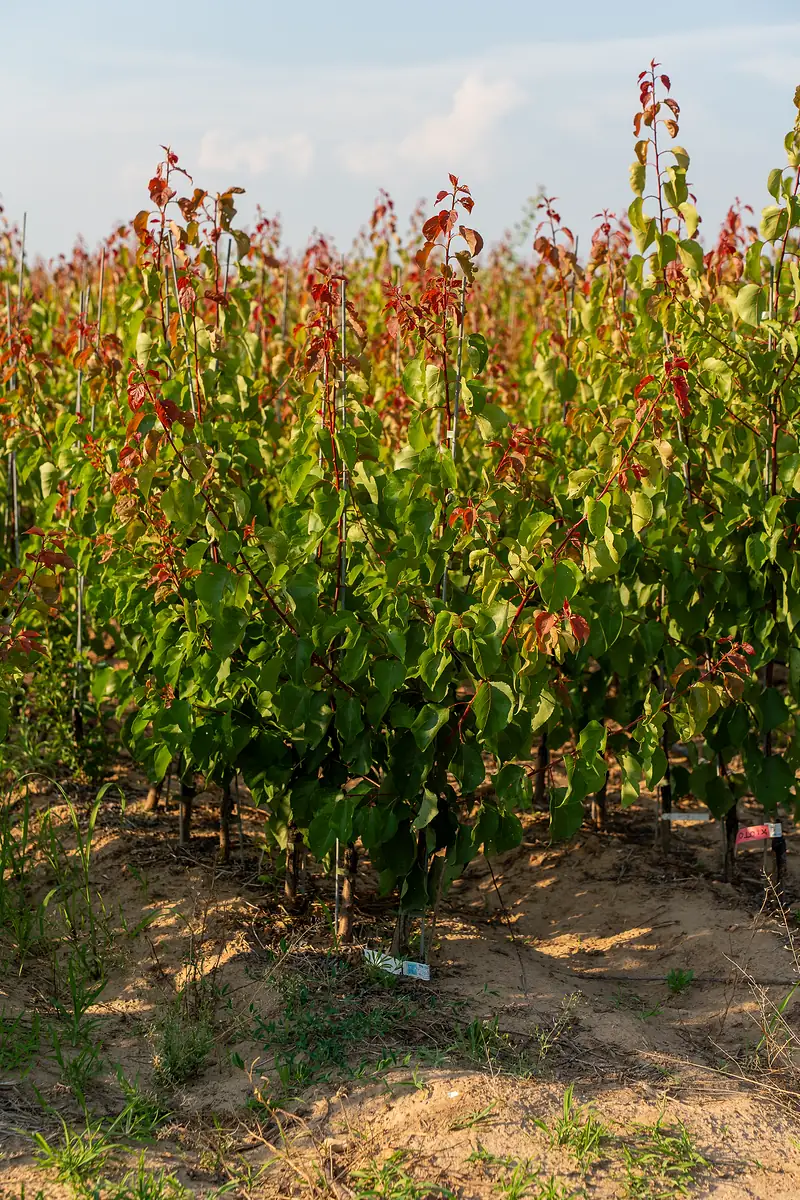 Jeunes plants d'abricotier en pépinière aux pousses rouges