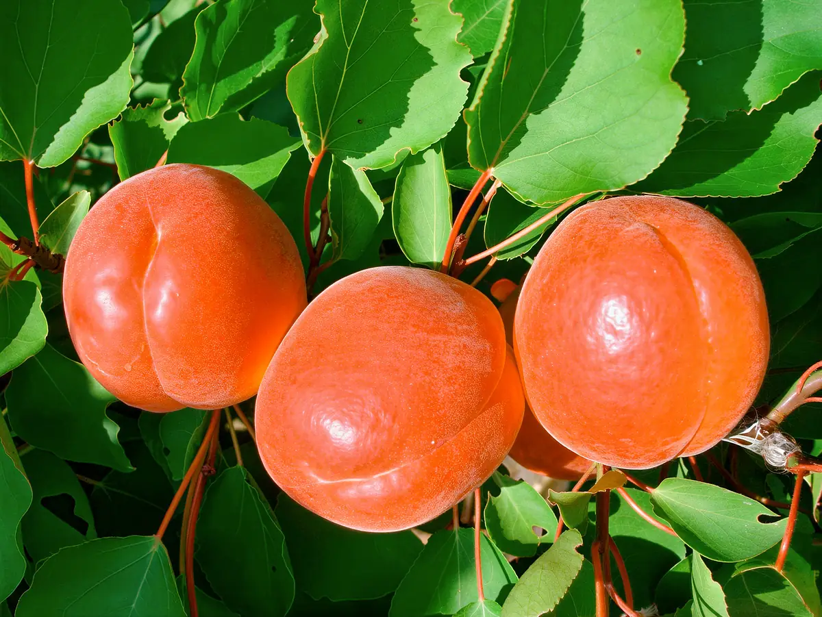Abricots de la variété Big Red