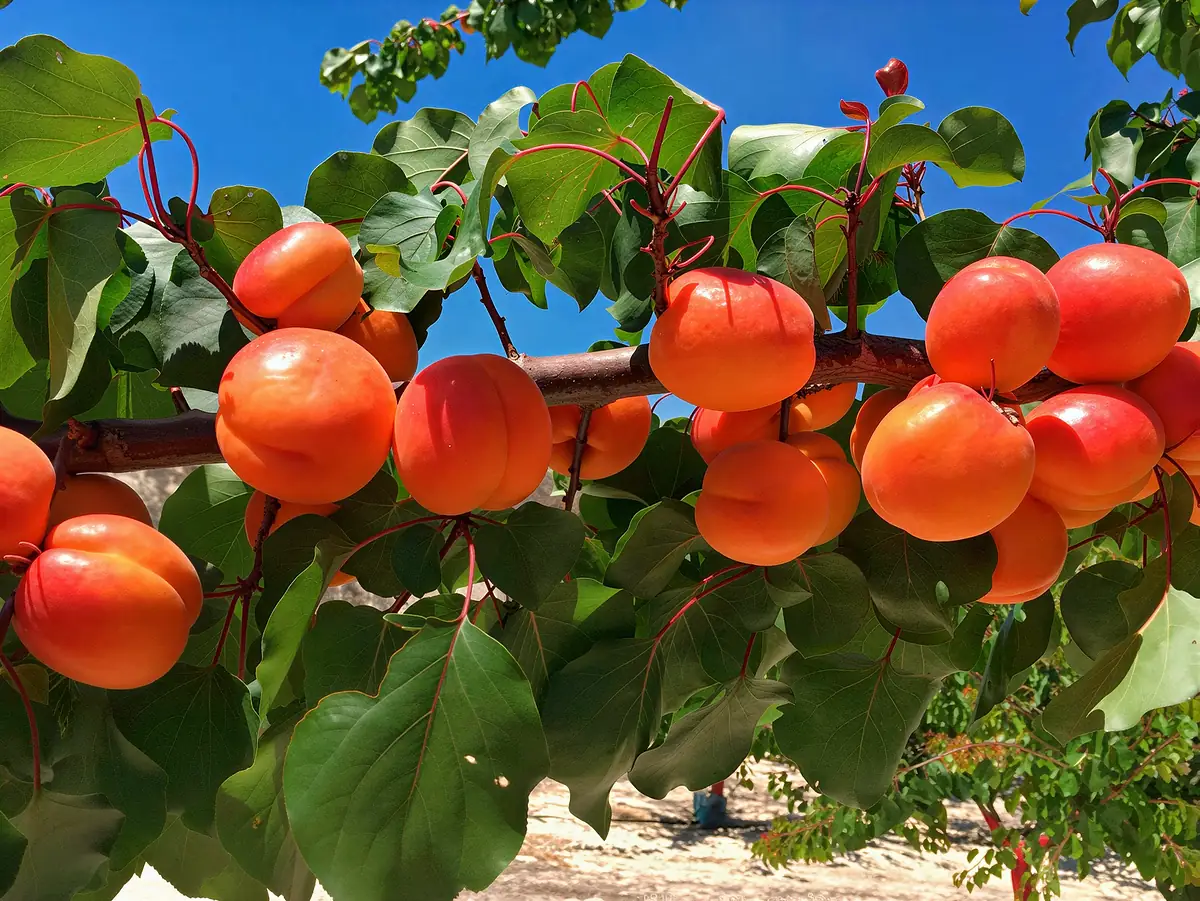 Abricots de la variété Colorado