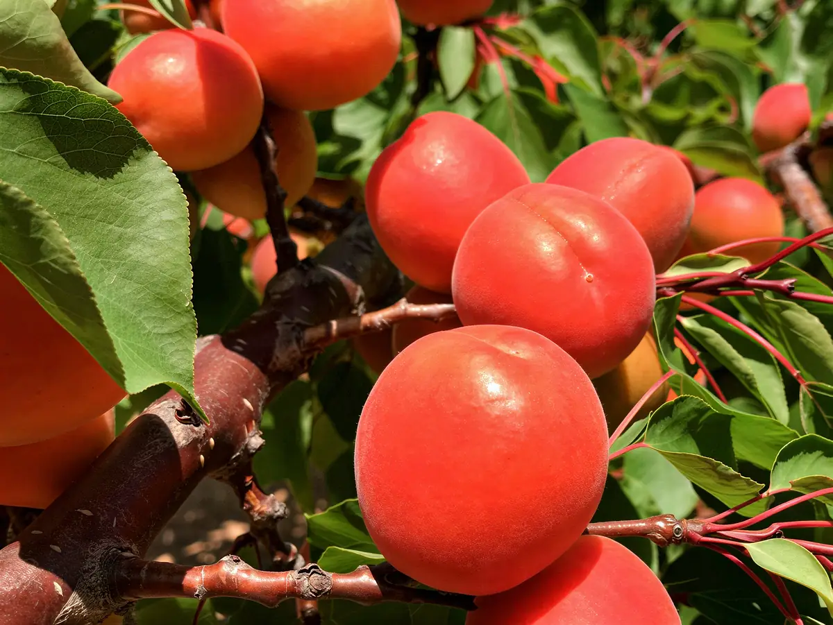 Abricots de la variété Flopria