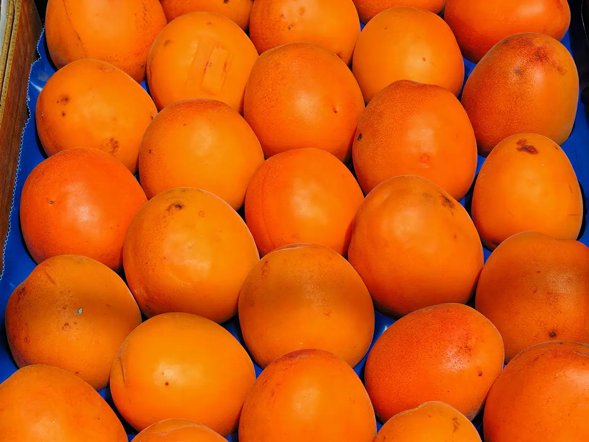 Abricots de la variété Goldrich (Sungiant)