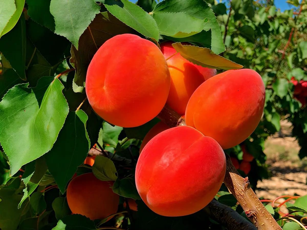 Abricots de la variété Kalao