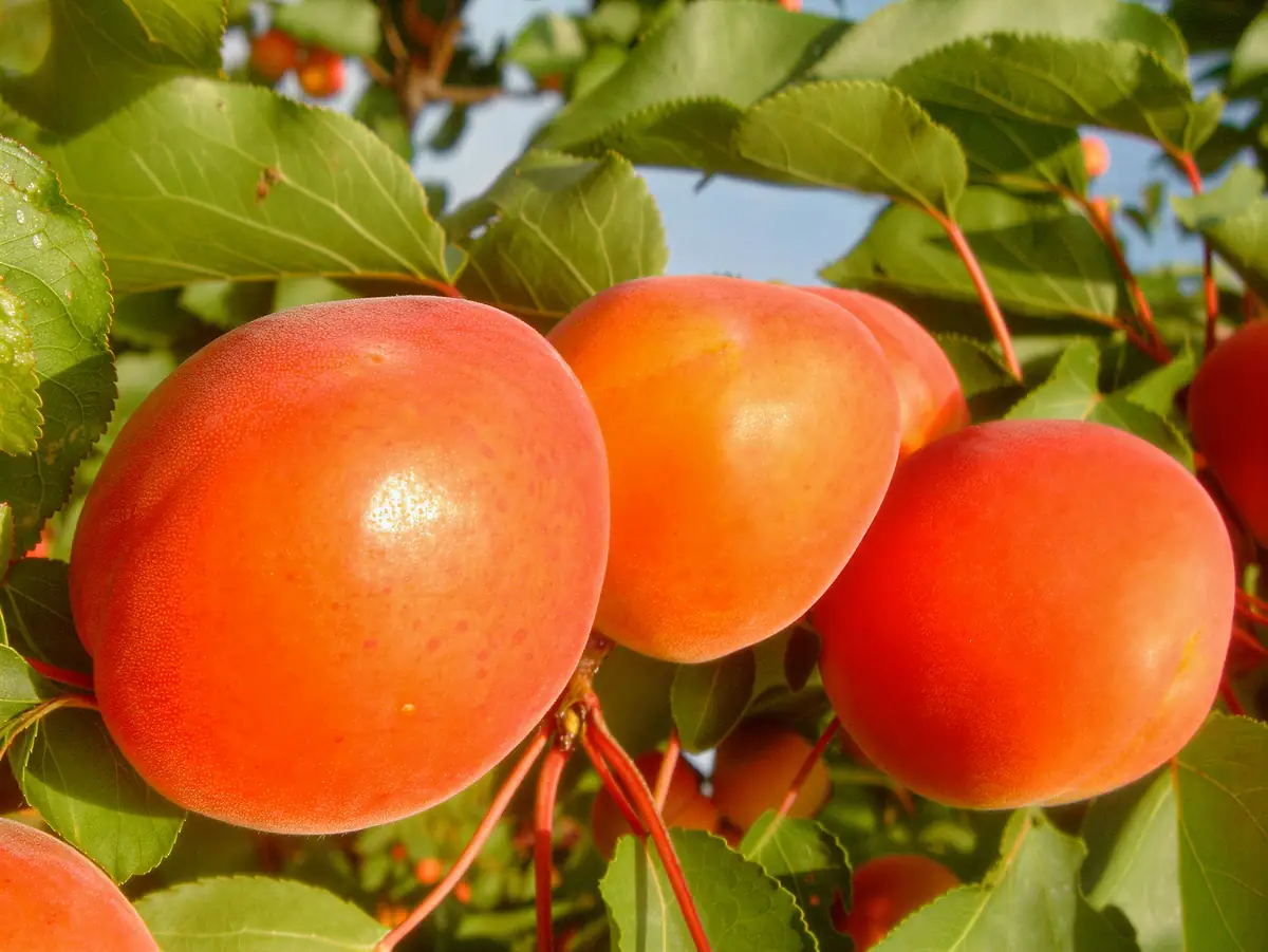Abricots de la variété Kioto