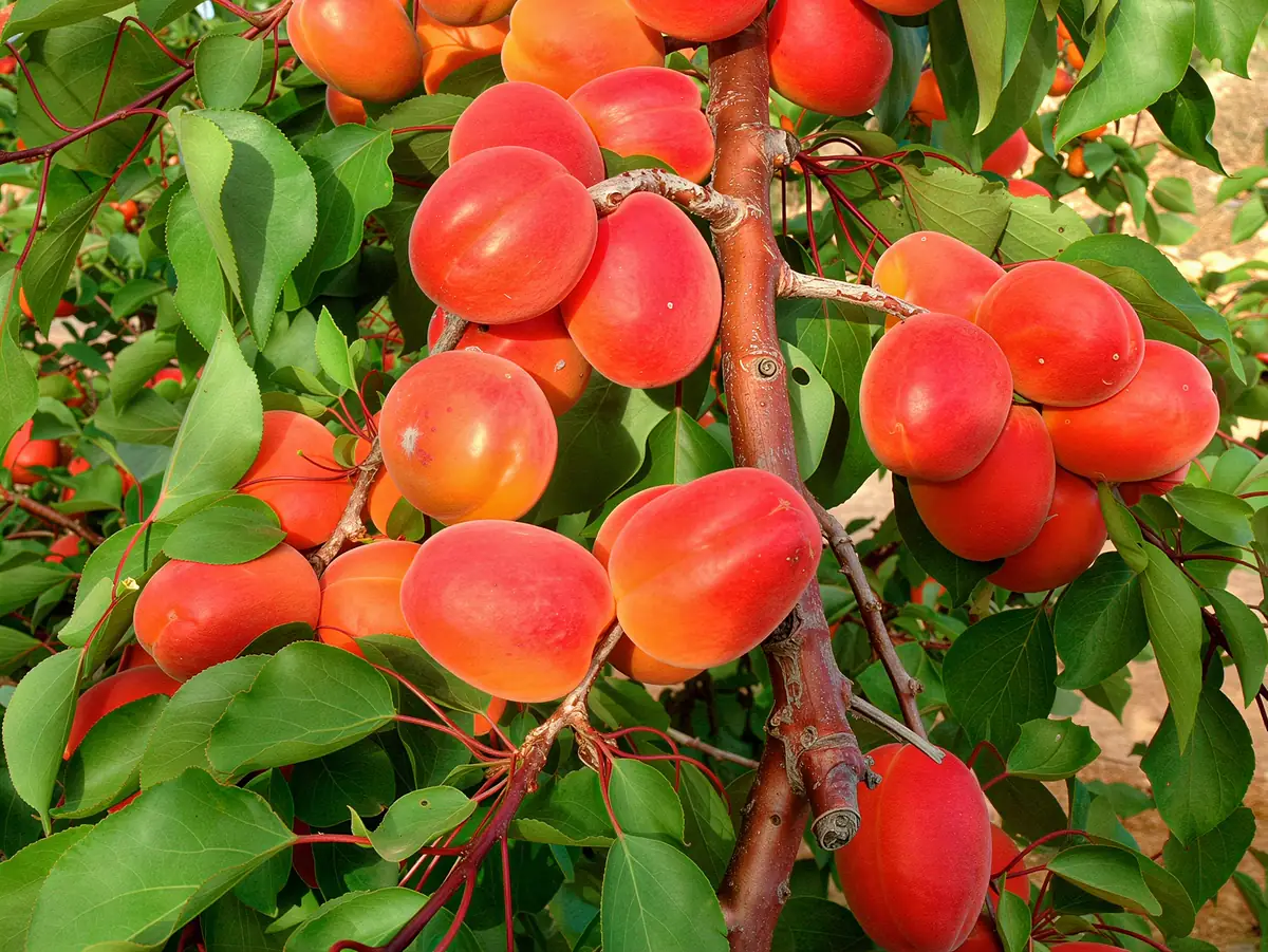 Abricots de la variété Kosmos