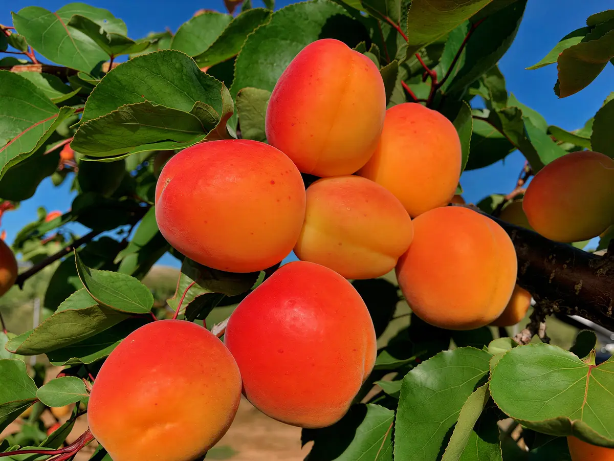 Abricots de la variété Mikado