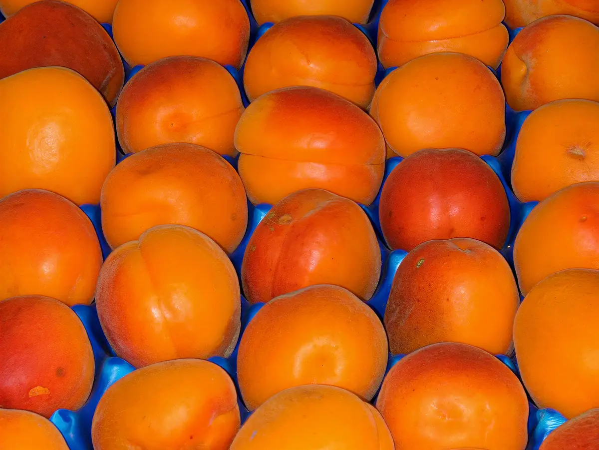 Abricots de la variété Pinkcot