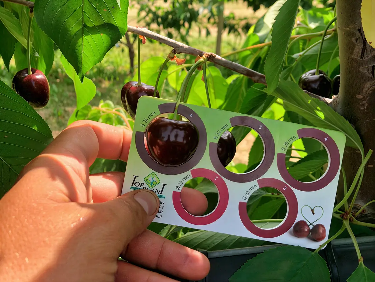 Cerises de la variété Areko