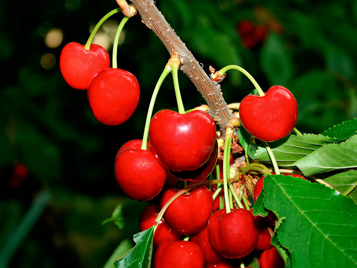 Cerises de la variété Black Star