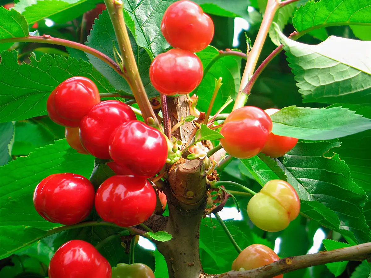 Cerises de la variété Burlat