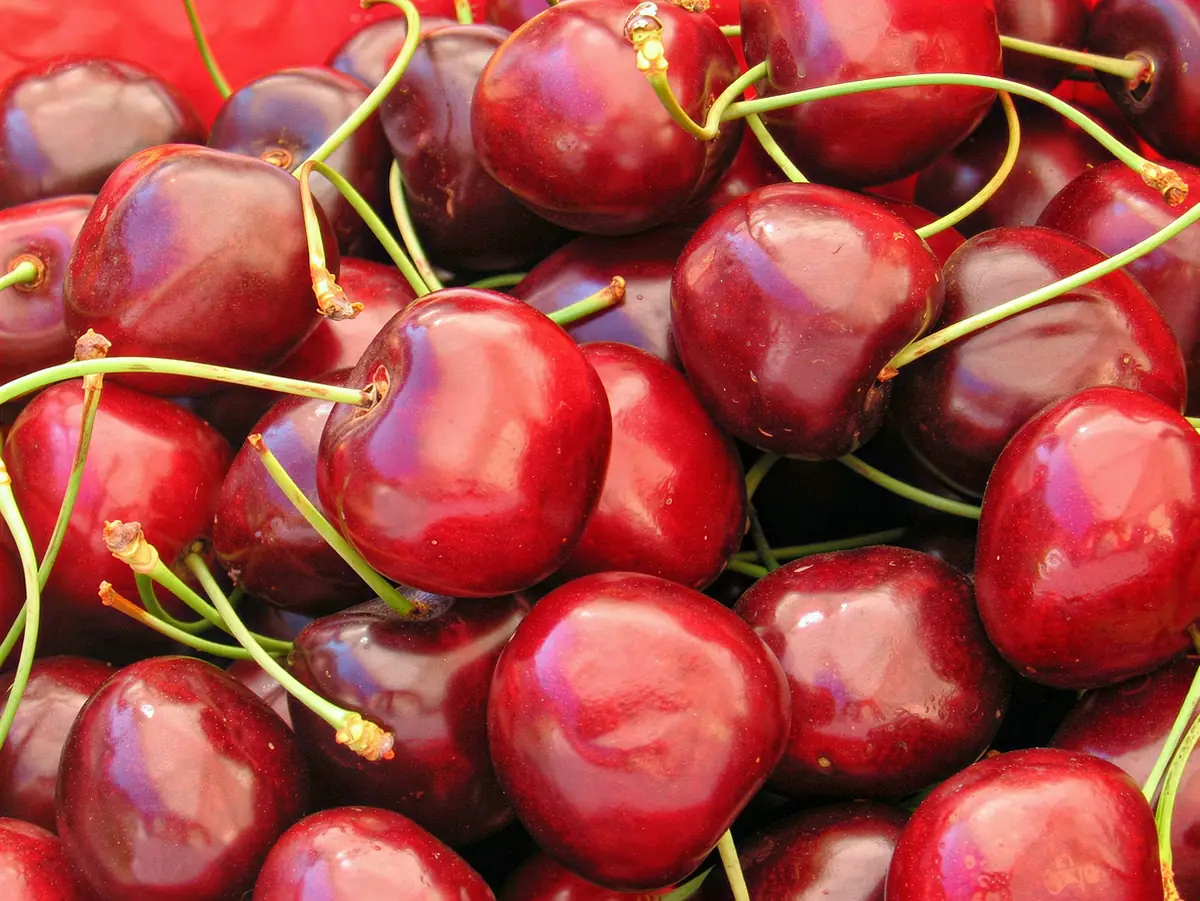 Cerises de la variété Ferrovia