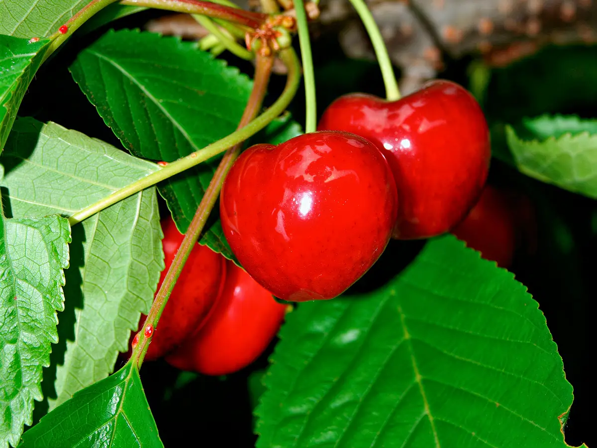 Cerises de la variété Grace Star