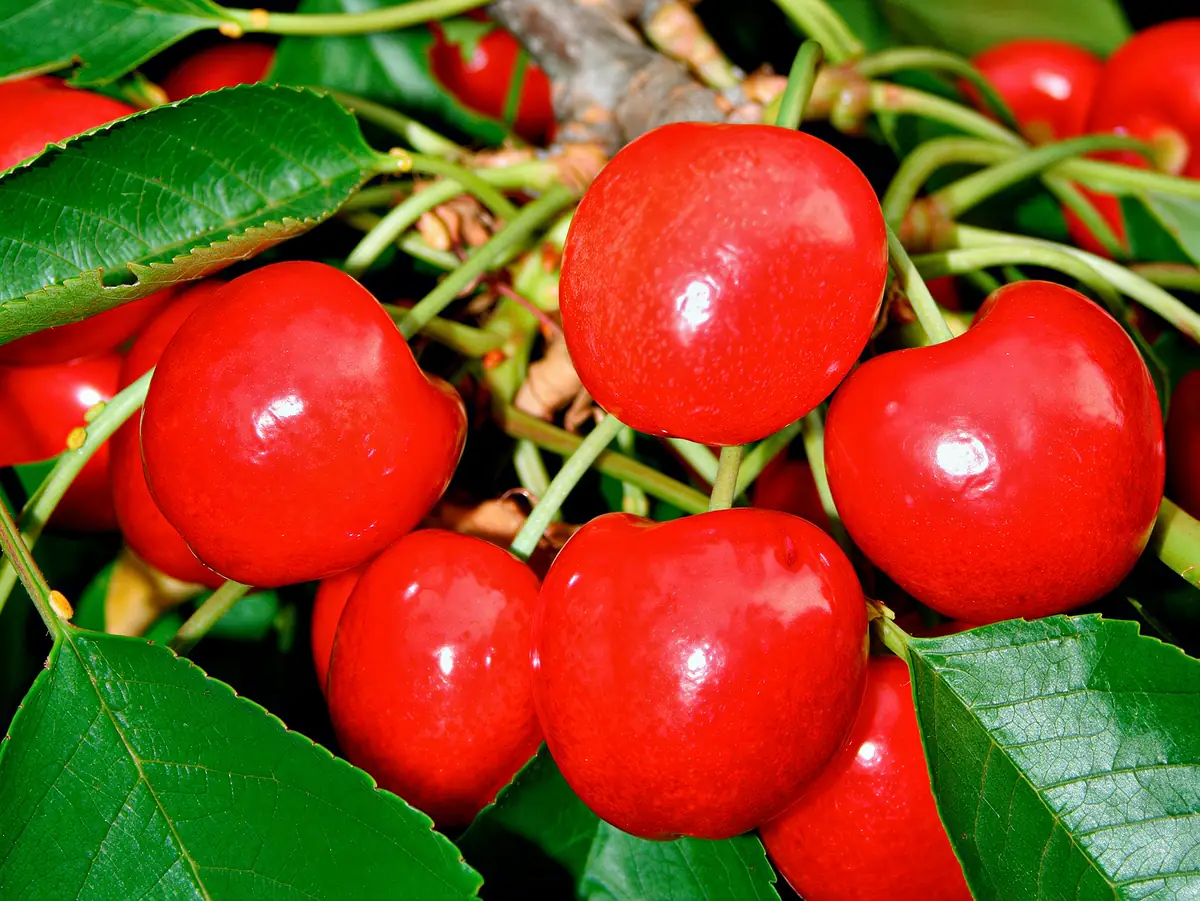 Cerises de la variété Lapins