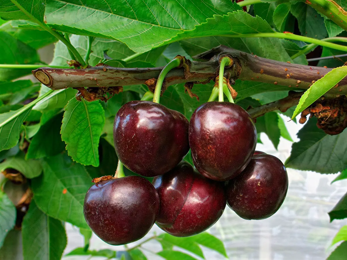 Cerises de la variété Royal Helen