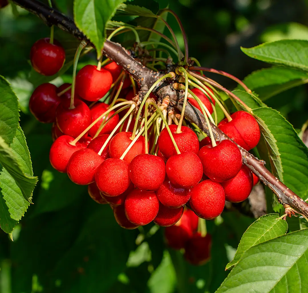 Cerises de la variété Sweet Heart