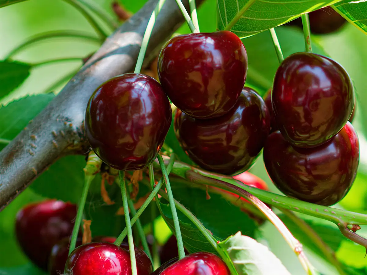 Cerises de la variété Sweet Valina