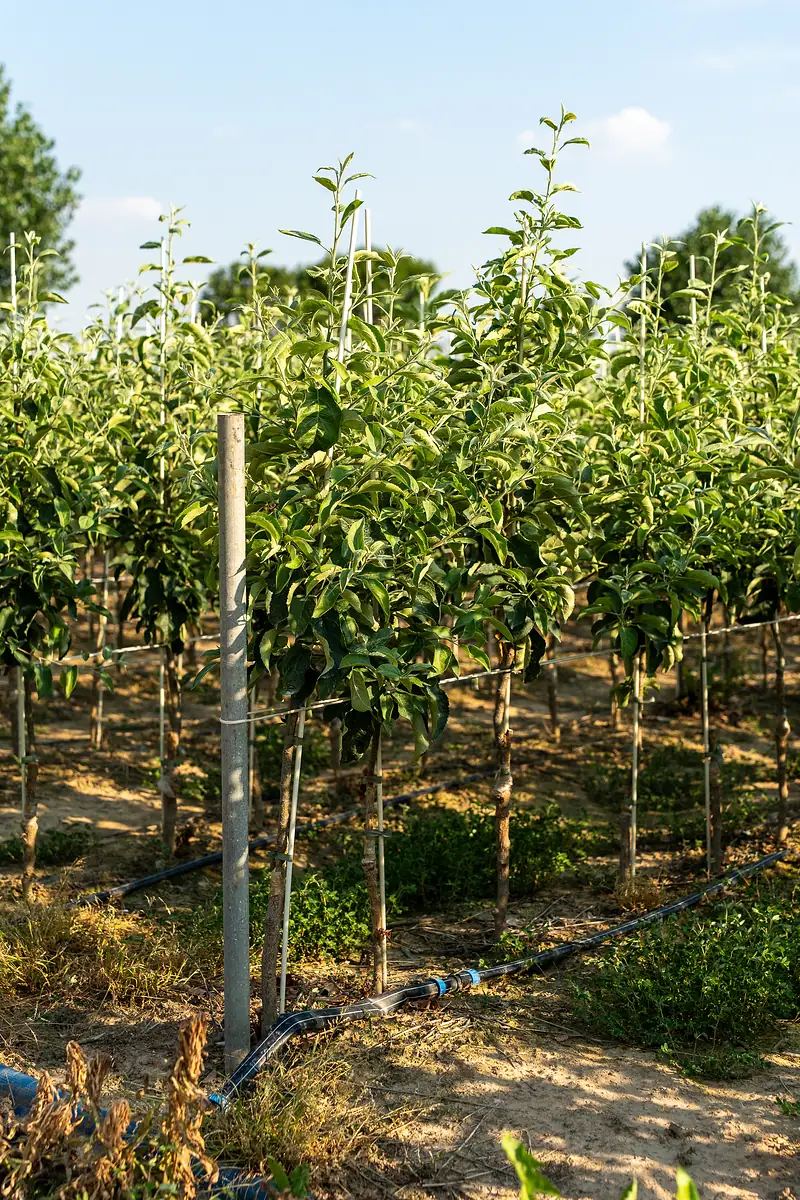 Jeunes pommiers en pépinière attachés aux tuteurs, avec le système d'irrigation