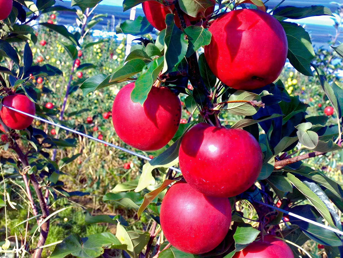 Pommes de la variété Early Red Gala