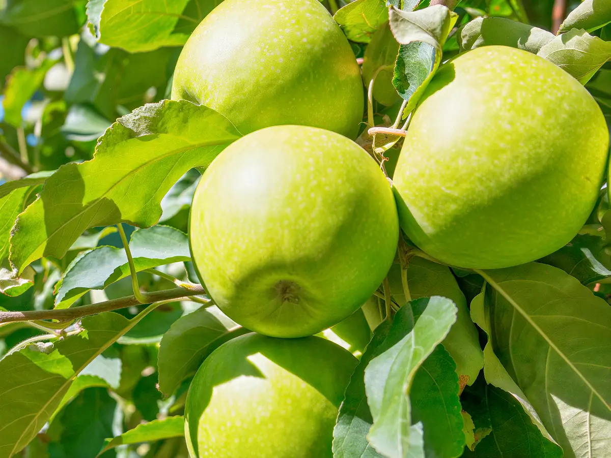 Pommes de la variété Granny Smith