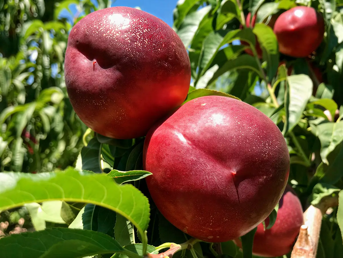 Nectarines de la variété Atanais