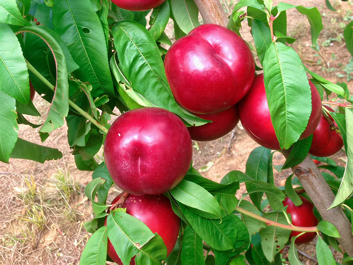 Nectarines de la variété Burma