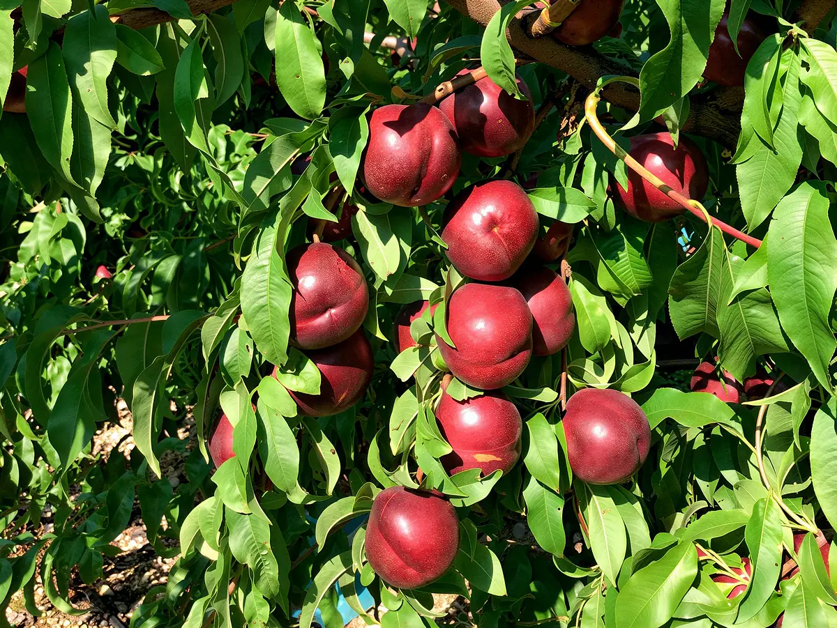 Nectarines de la variété Diablotina