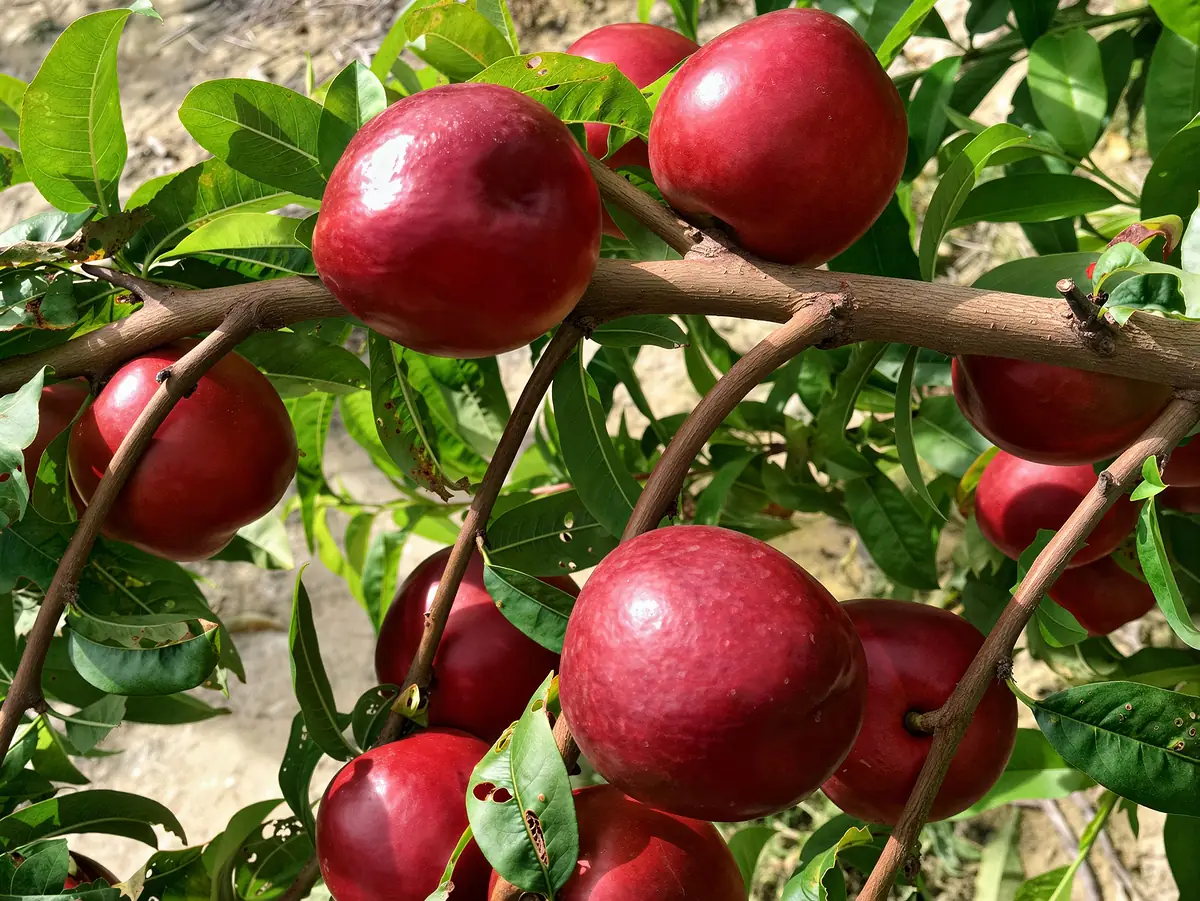 Nectarines de la variété Diamentina