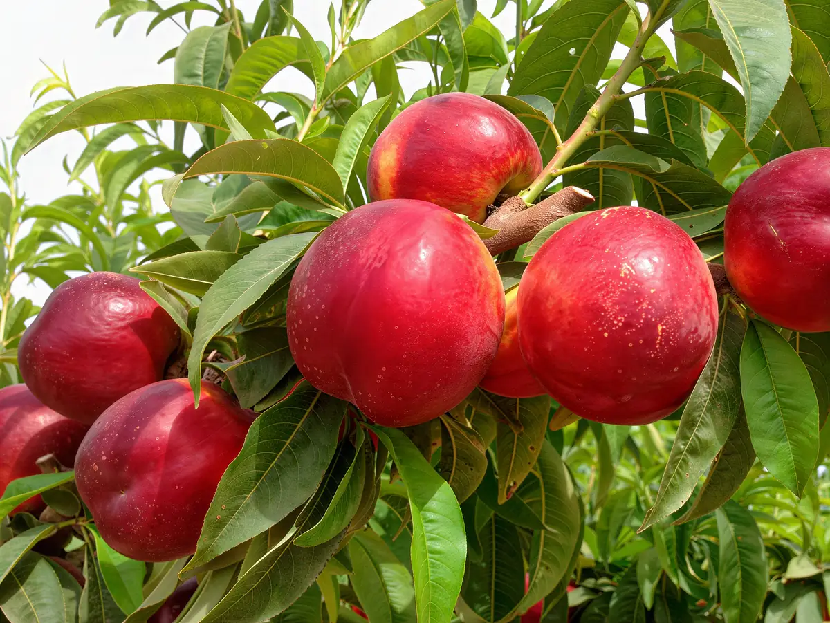 Nectarines de la variété Garcima