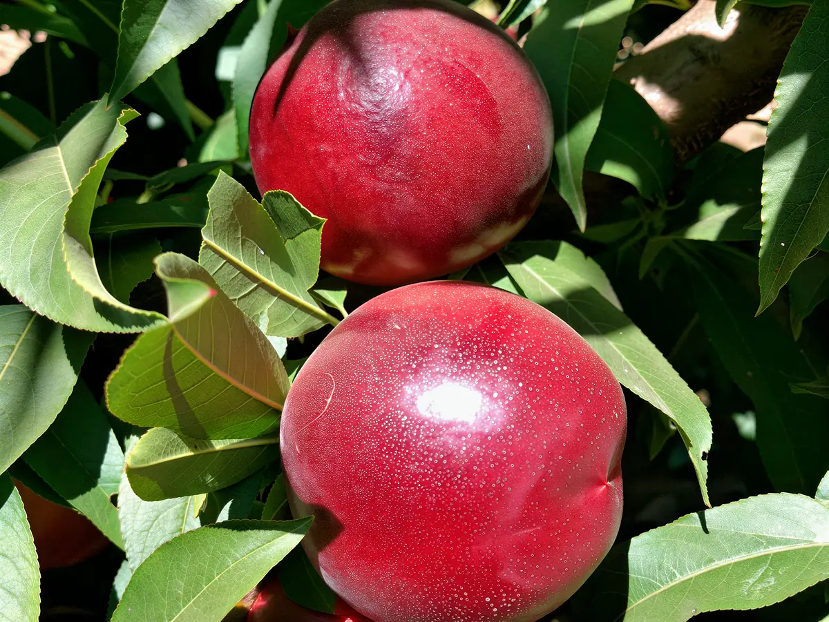 Nectarines de la variété Gardeta