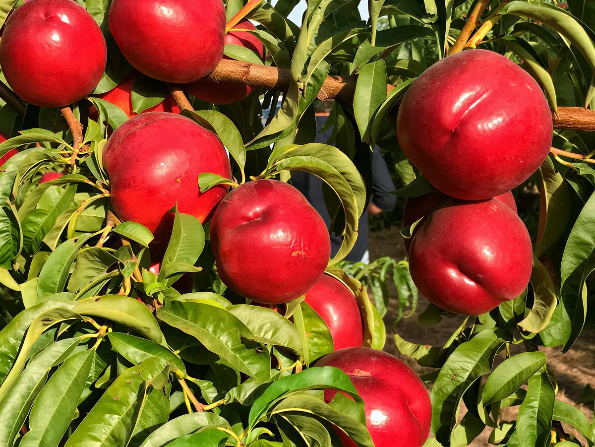 Nectarines de la variété Kinolea