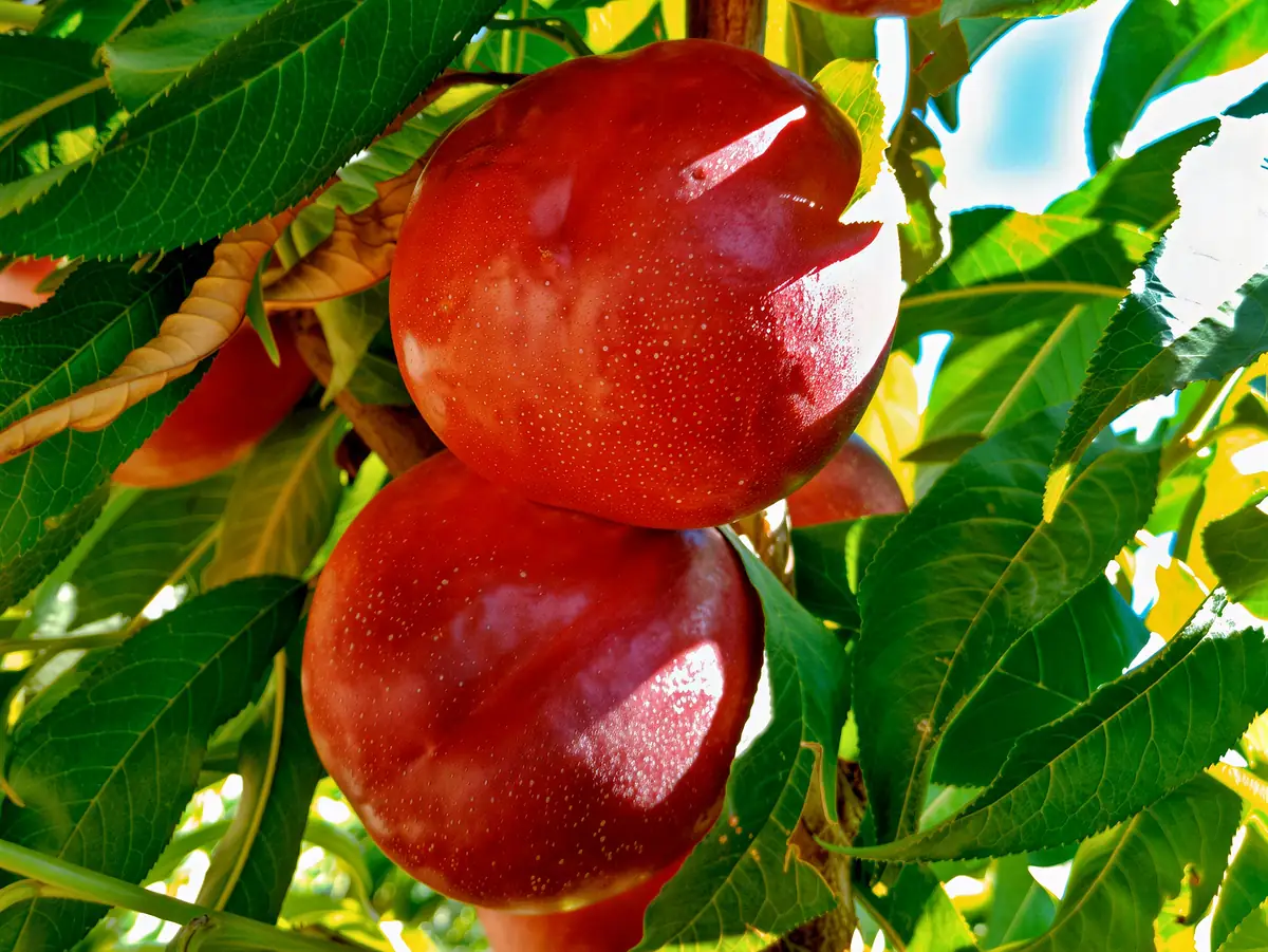 Nectarines de la variété Noracila