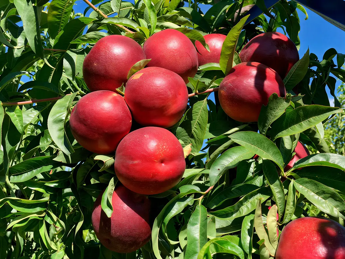 Nectarines de la variété Tifany