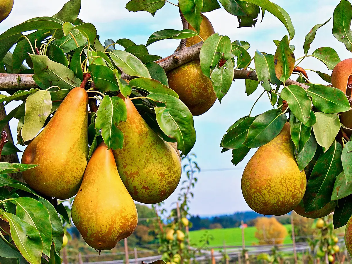 Poires de la variété Abate Fetel