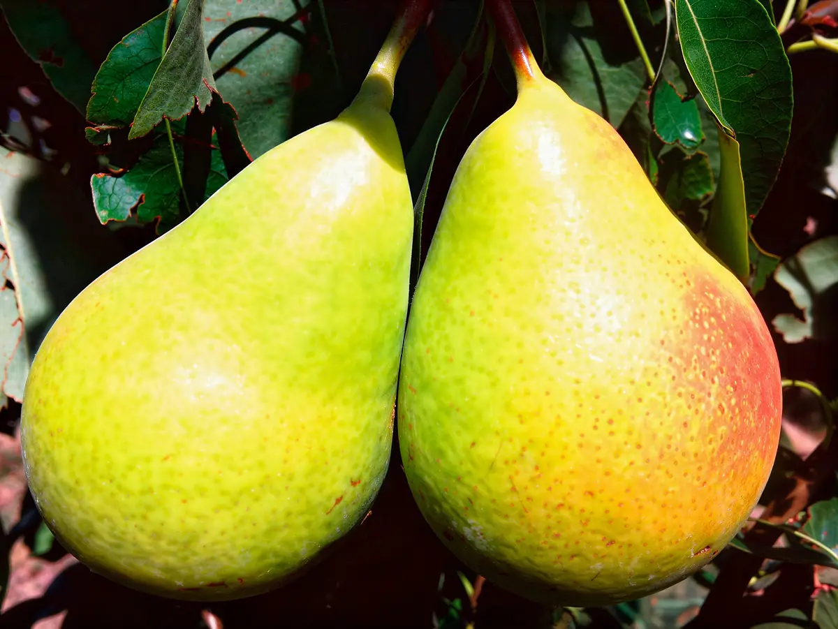 Poires de la variété Coscia