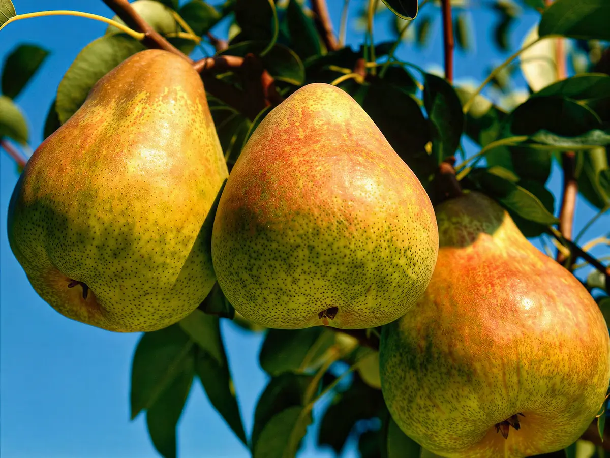 Poires de la variété Passa Crassana