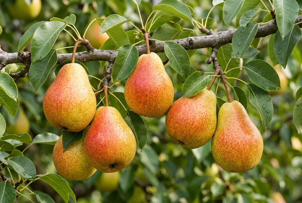 Poires de la variété S. Maria