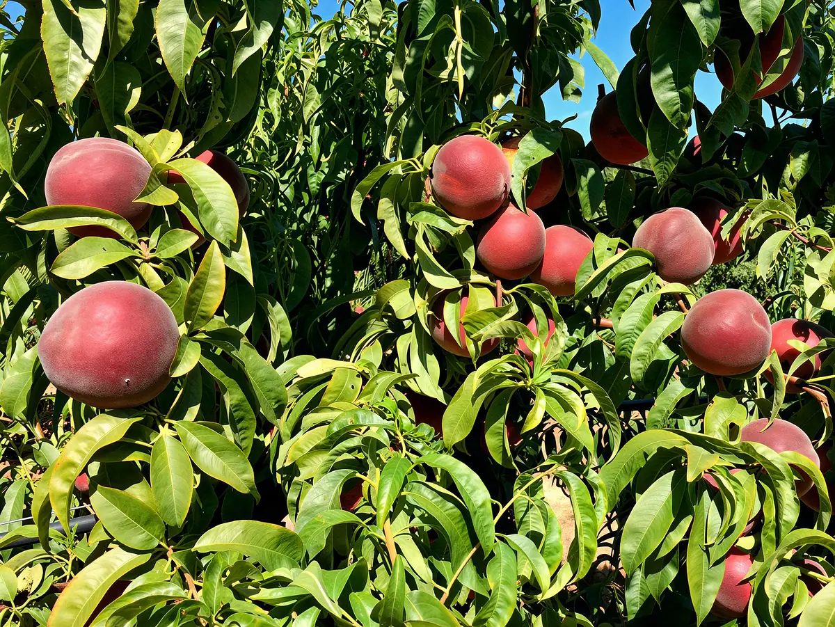 Pêches de la variété Ibiza