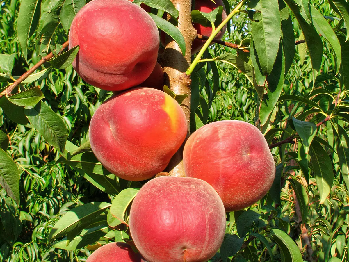 Pêches de la variété Lambada