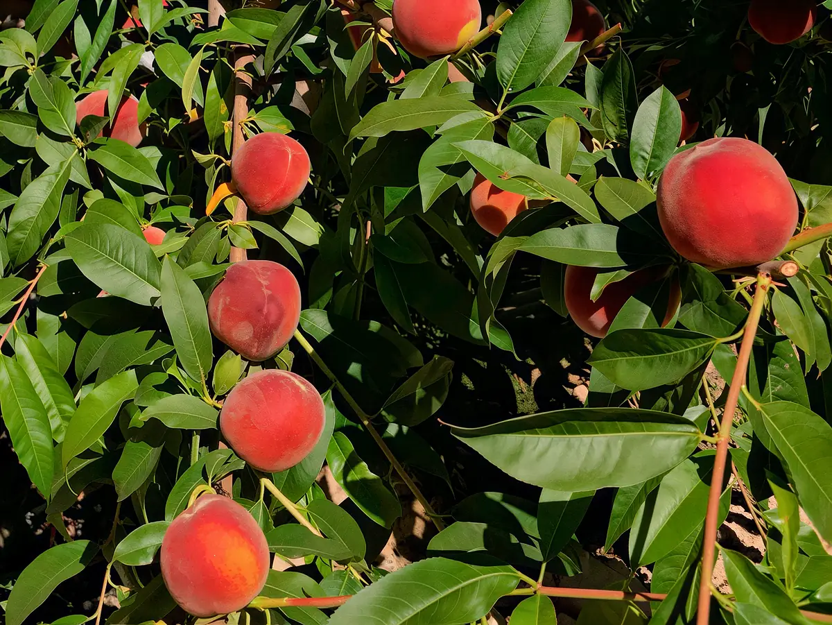 Pêches de la variété Lola