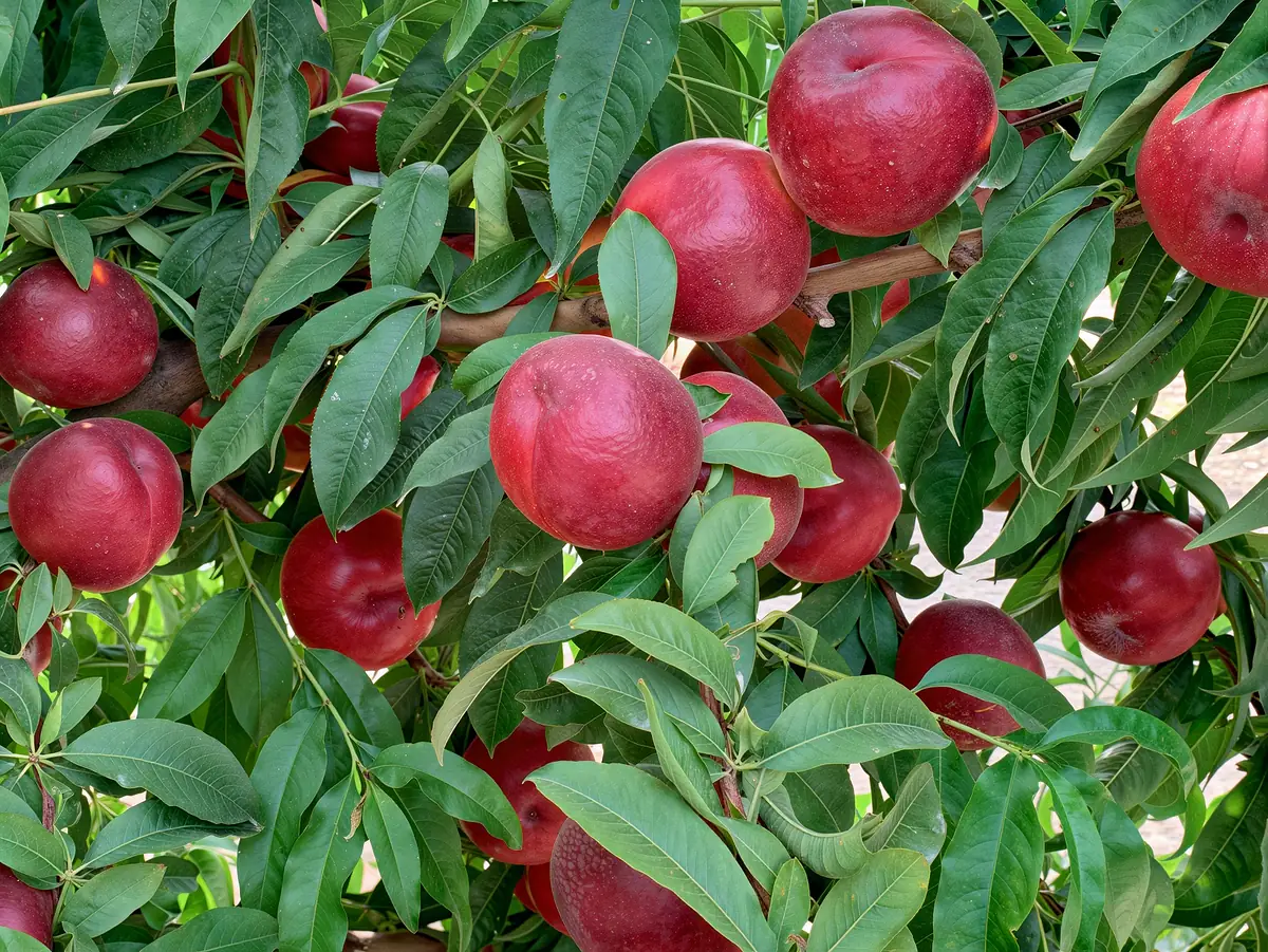 Pêches de la variété Pampana