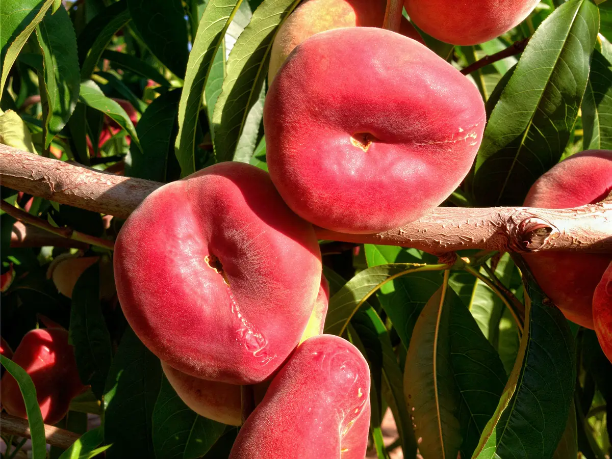 Fruits de la variété Divadona
