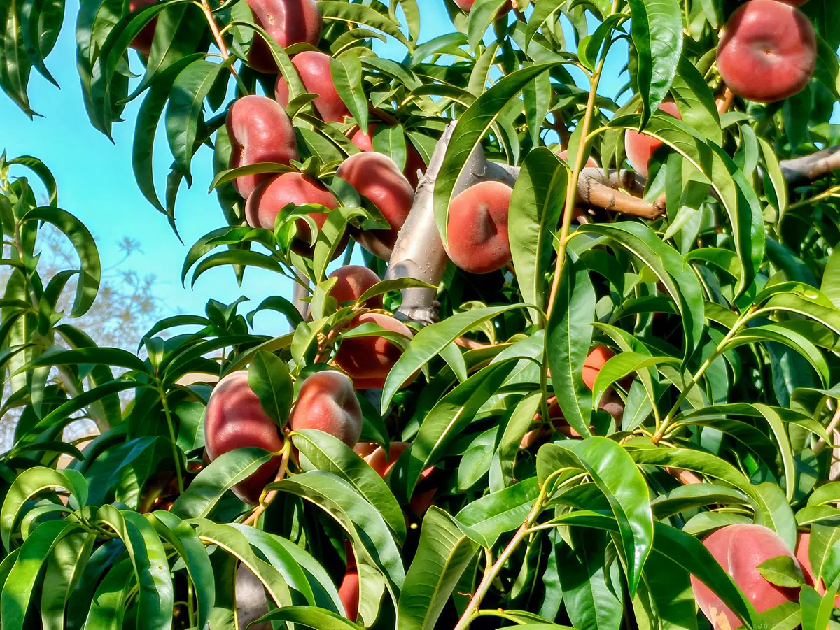 Fruits de la variété Osiris
