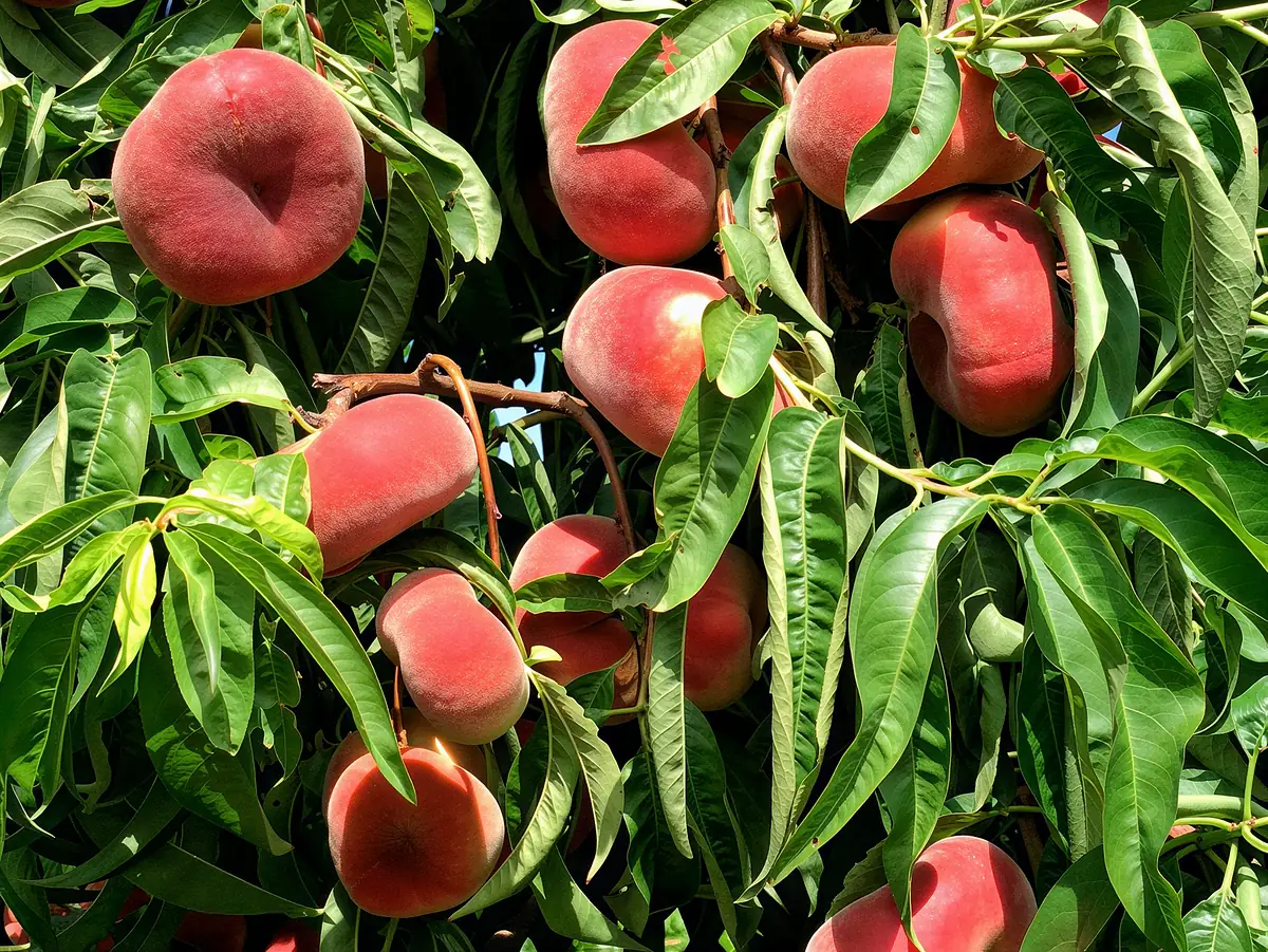 Fruits de la variété Samantha