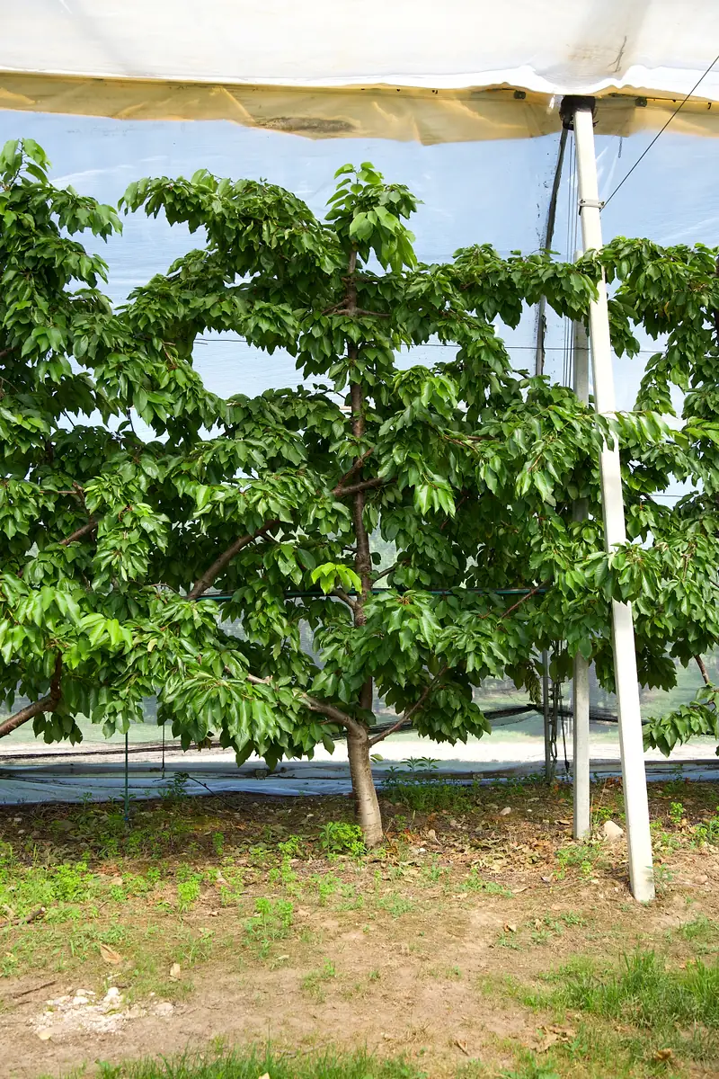 Cerisier conduit en mur fruitier sous les bâches, avec les branches ouvertes le long des fils