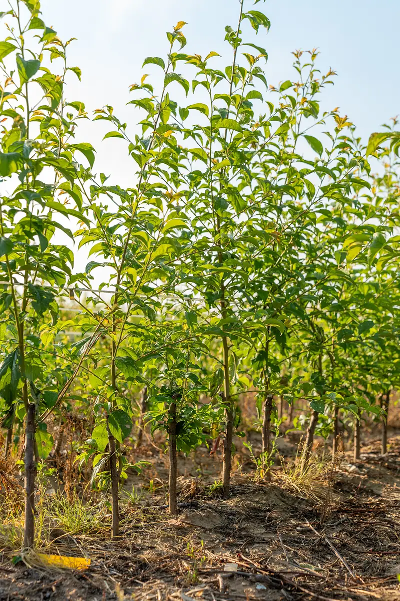 Jeunes plants de prunier en pépinière