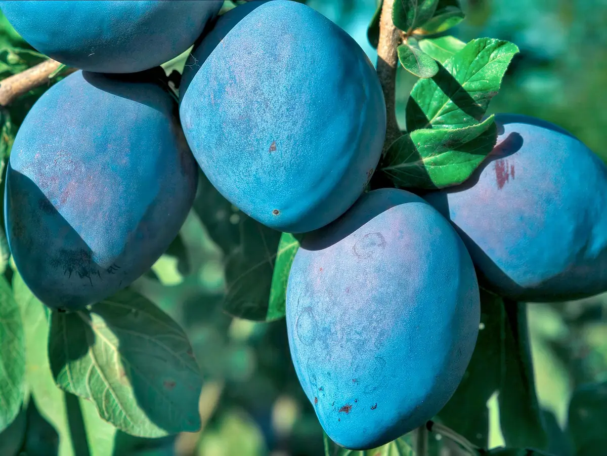 Gros plan de prunes Grossa di Fellesio couvertes de pruine