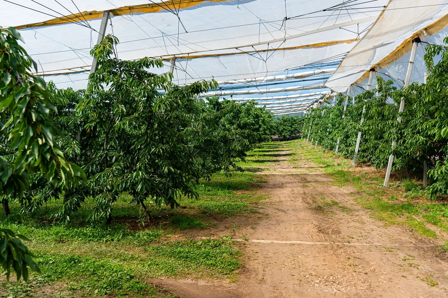 Cerises mûres sur un arbre de la pépinière, avec le verger en arrière-plan