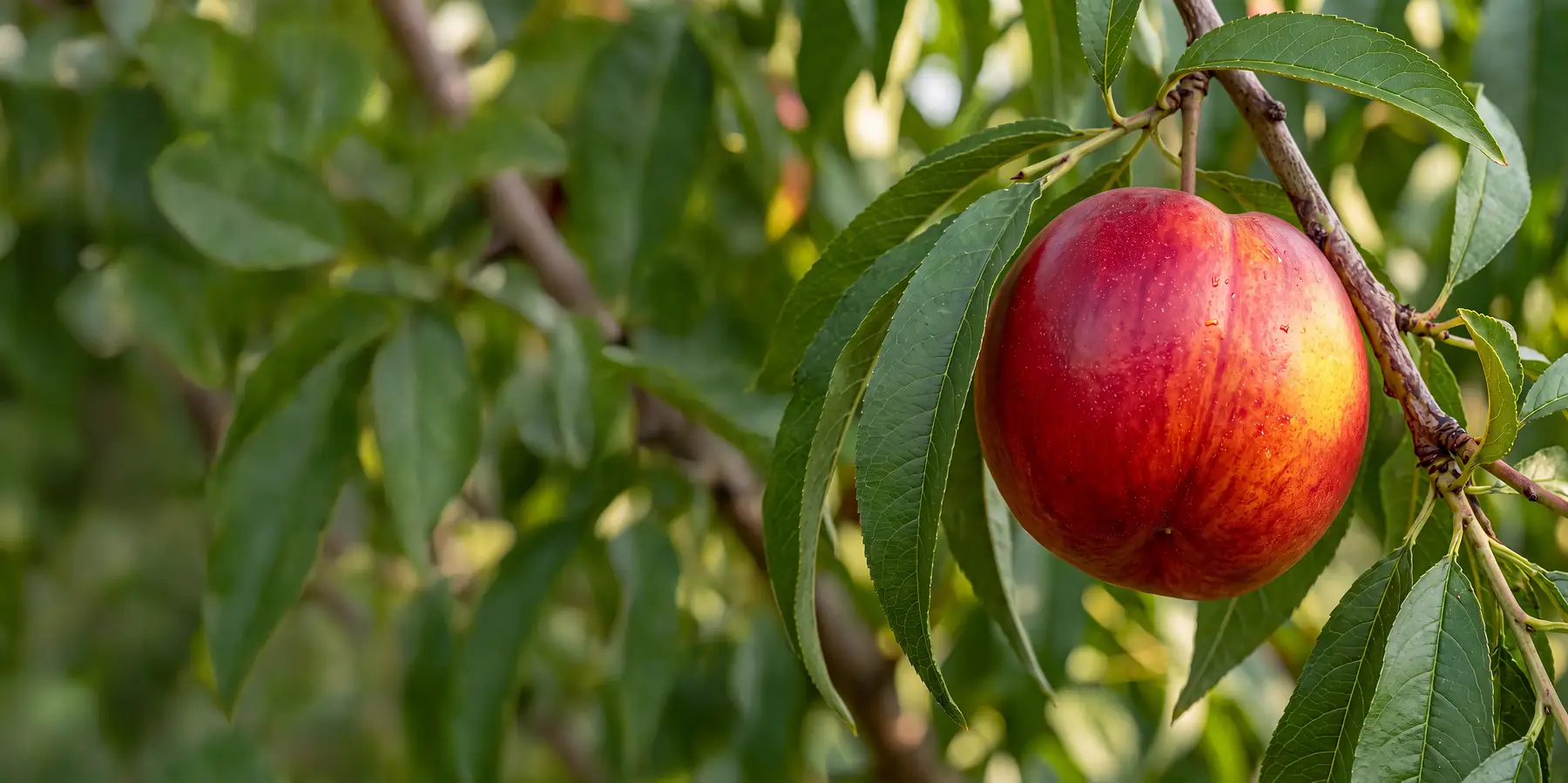Nectarine fruit on the tree