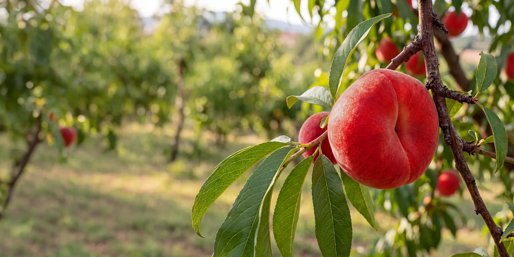 Frutti di pesche e nettarine piatte in pianta